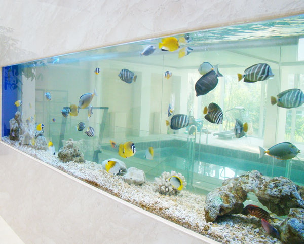 Aquariums en t&ocirc;le acrylique